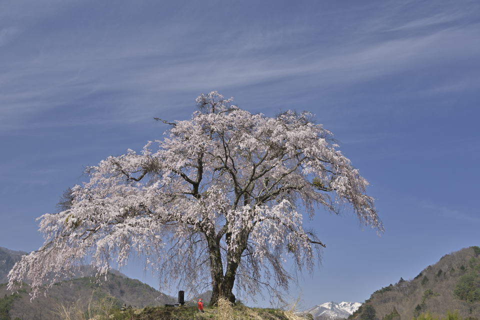 枝垂れ桜と武尊山