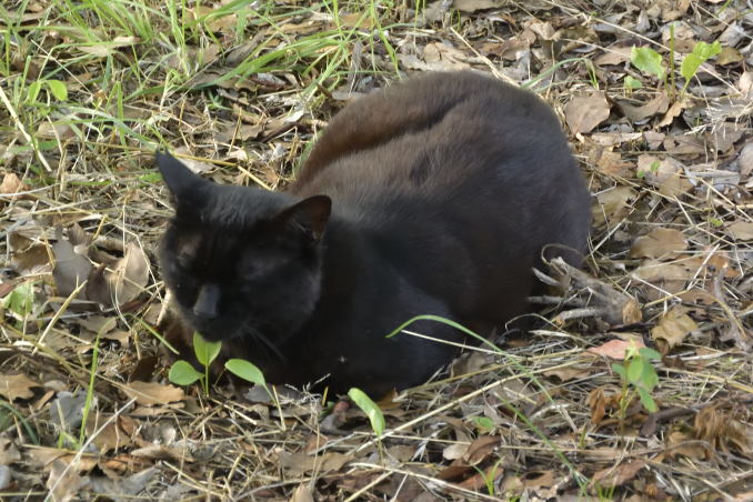 黒猫一匹
