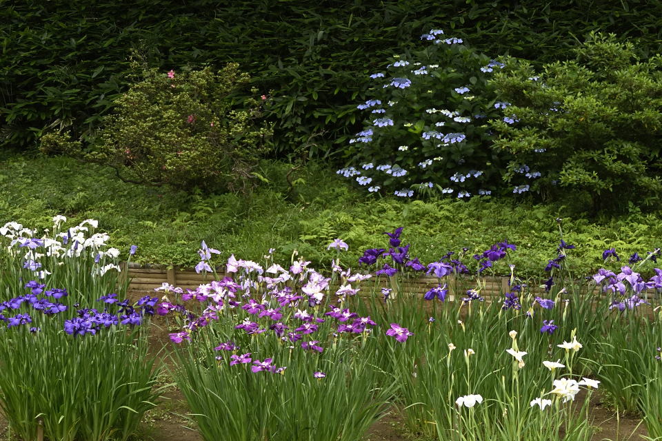 花菖蒲と額紫陽花